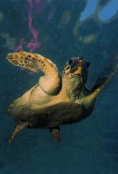 caretta02-386x569